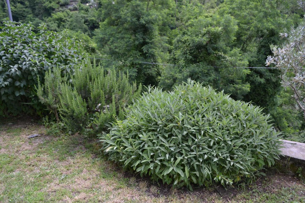 فيلا La Limonaia Di Casagrande بارغا المظهر الخارجي الصورة